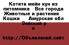 Котята мейн-кун из питомника - Все города Животные и растения » Кошки   . Амурская обл.,Зейский р-н